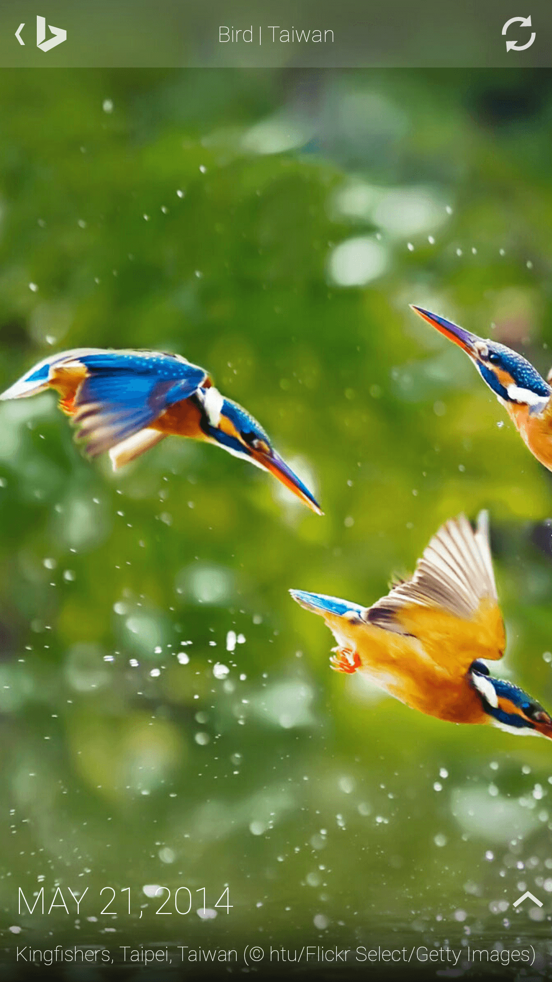 Bing Gallery on Bing for Android - device-2014-07-10-095430