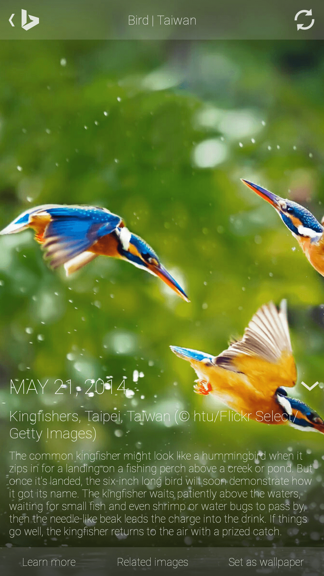 Bing Gallery on Bing for Android - device-2014-07-10-095442